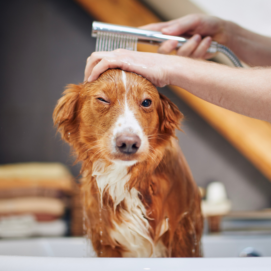 Pourquoi mon chien sent mauvais ? 5 raisons possibles