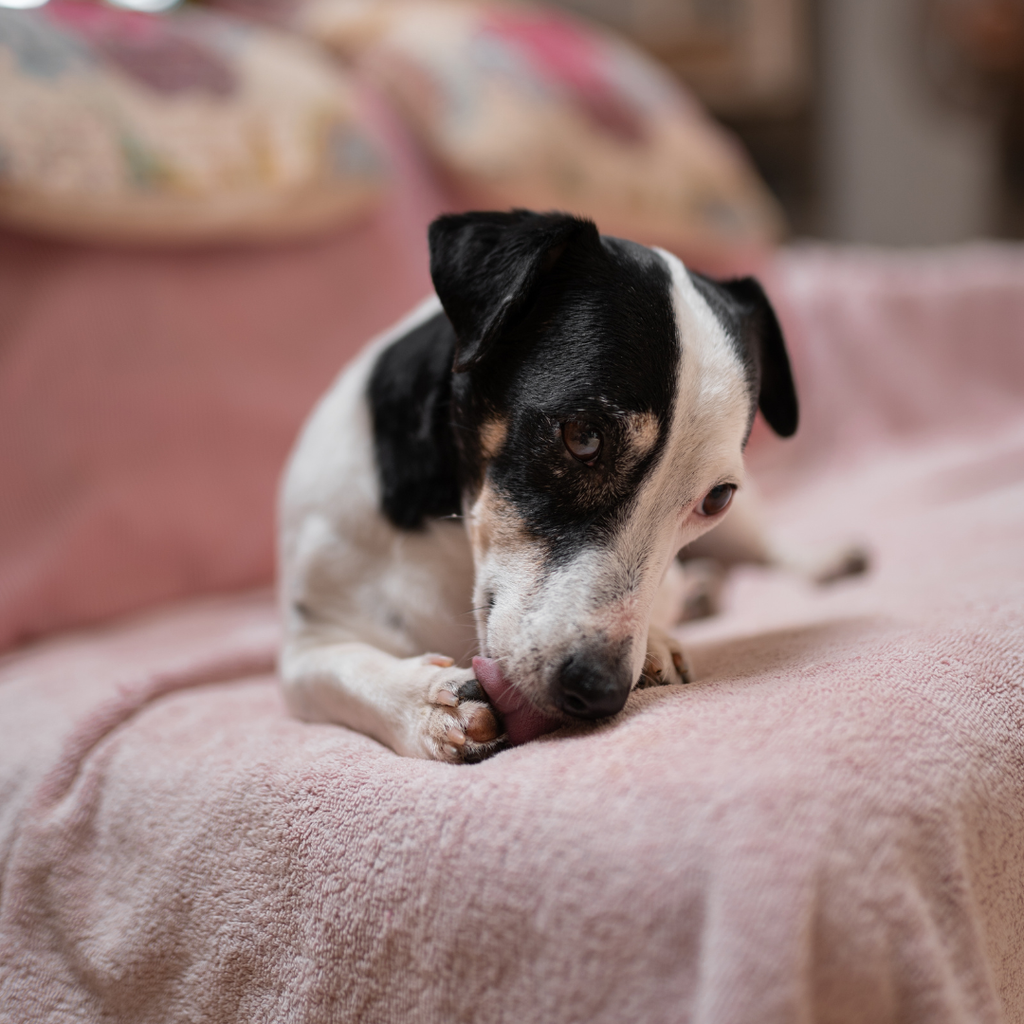 Comment empêcher un chien de lécher une plaie ? 8 solutions douces 🐶