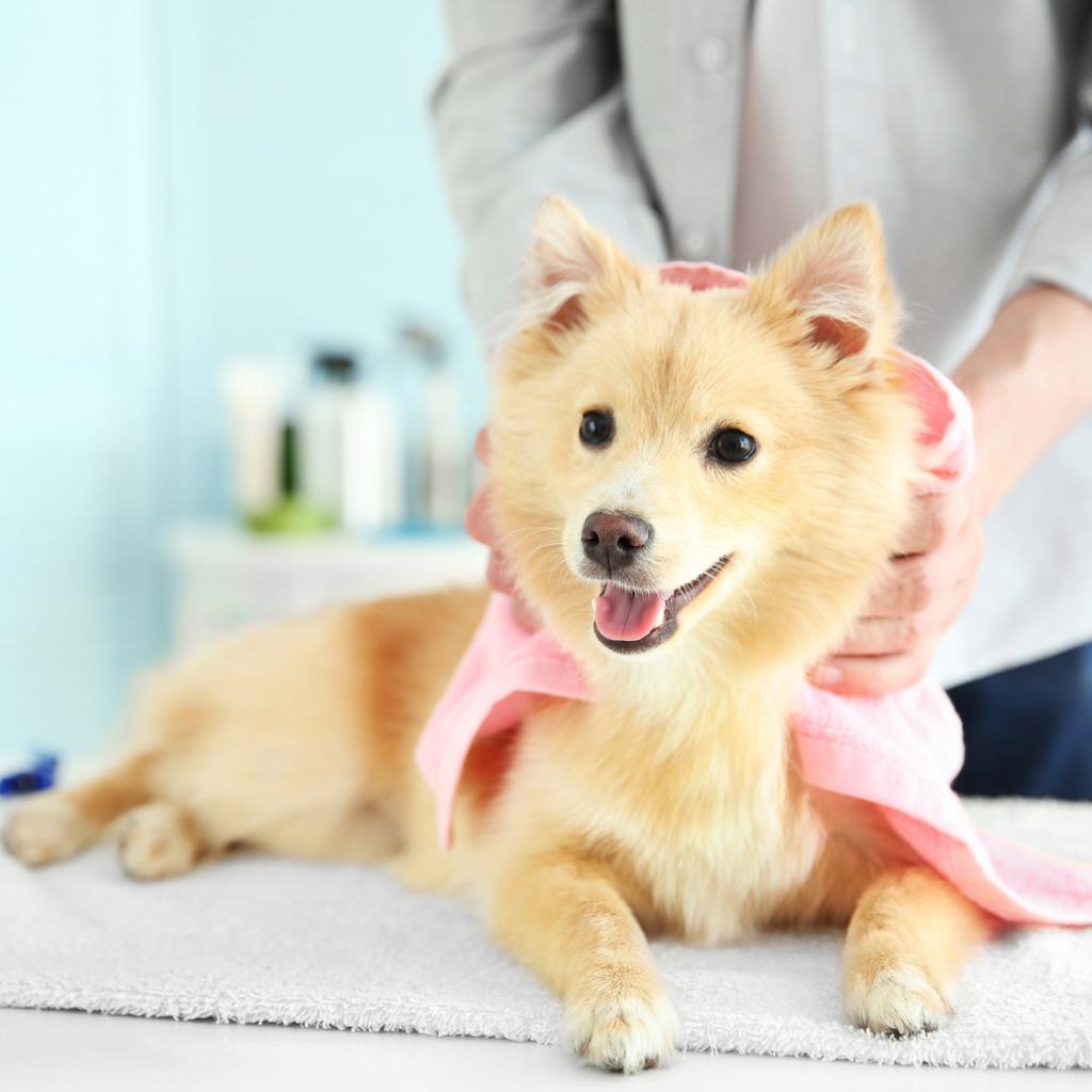 Parfum pour chien : 5 conseils pour bien le choisir